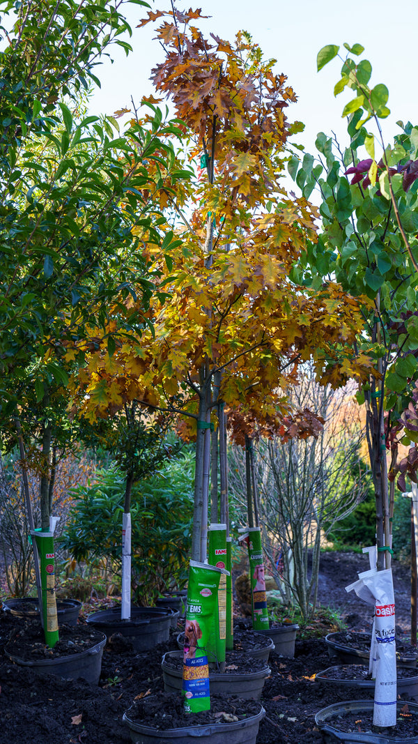 Northern Red Oak