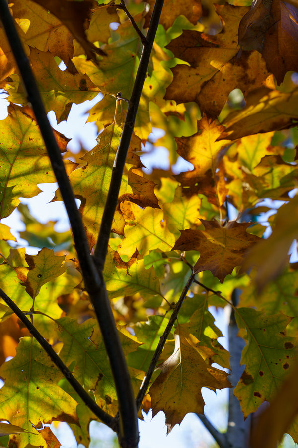 Northern Red Oak