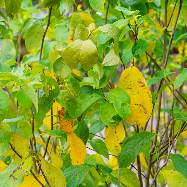 Northern Spicebush