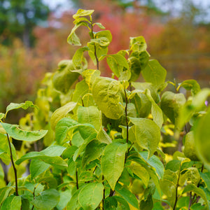 Northern Spicebush