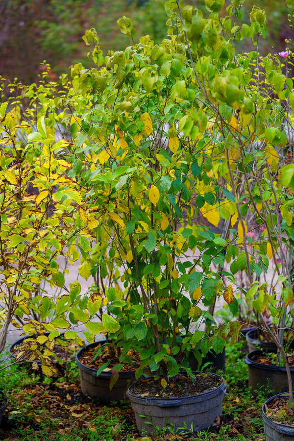 Northern Spicebush