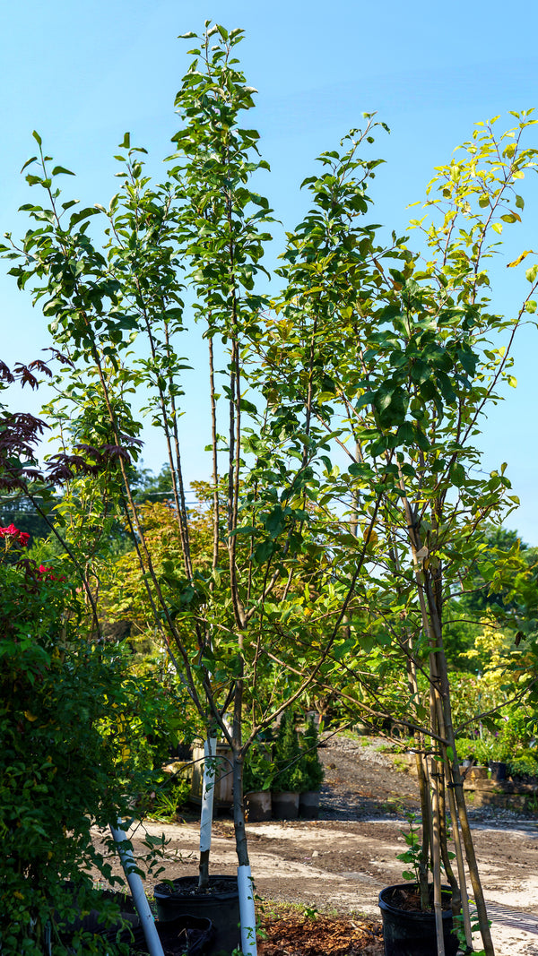 Northern Spy Apple Tree