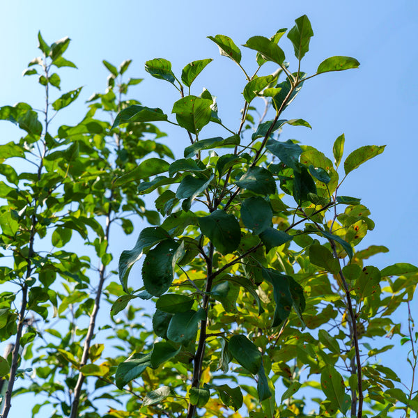 Northern Spy Apple Tree