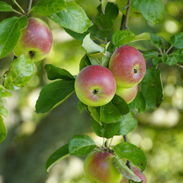 Northern Spy Apple Tree