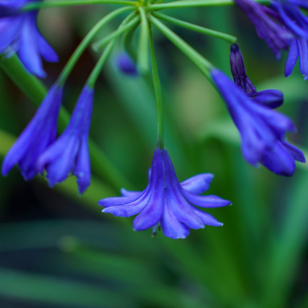 Northern Star Agapanthus