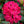 Load image into Gallery viewer, Nova Zembla Rhododendron - Rhododendron - Shrubs
