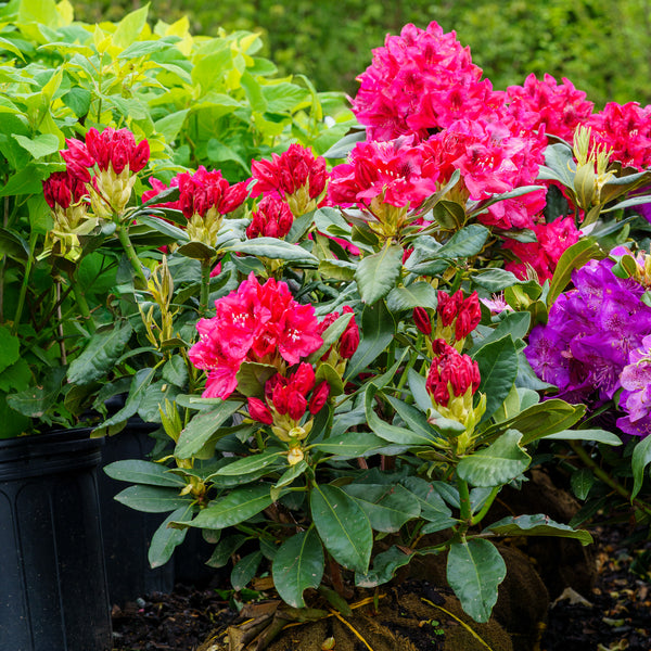 Nova Zembla Rhododendron - Rhododendron - Shrubs