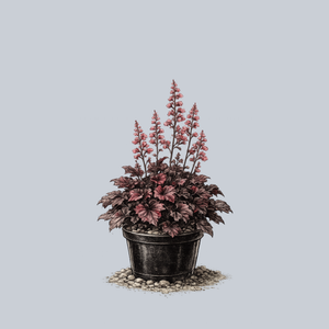 Obsidian Coral Bells