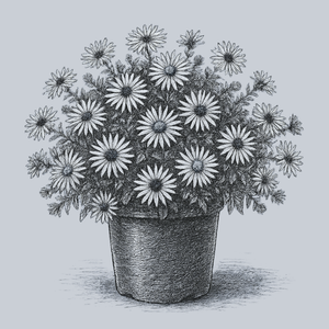 October Skies Aromatic Aster