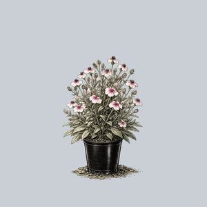 Oculata Rose Campion