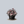 Load image into Gallery viewer, Odissi Rex Begonia
