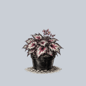 Odissi Rex Begonia