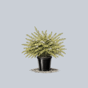 Ogon Thunberg Spirea