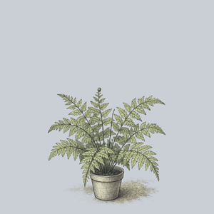 Okanum Eared Lady Fern