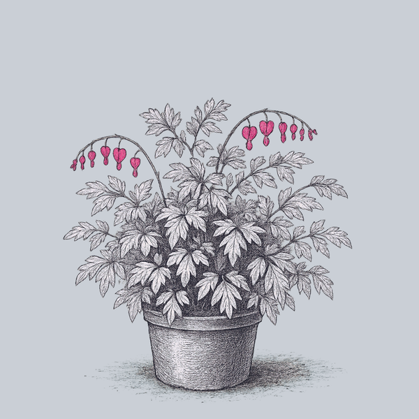 Old-Fashioned Bleeding Heart