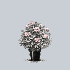 Old Fashioned Rose Geranium