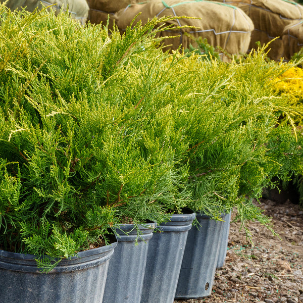 Old Gold Juniper - Juniper - Conifers