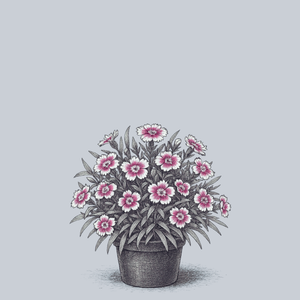 Olivia Bella Dianthus