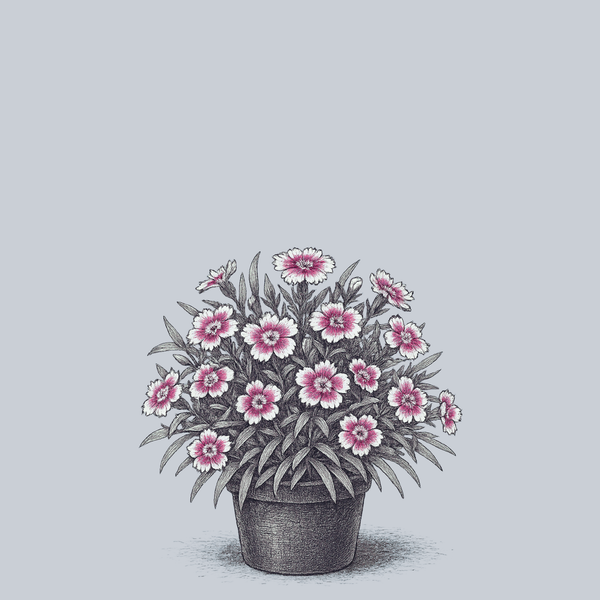 Olivia Bella Dianthus
