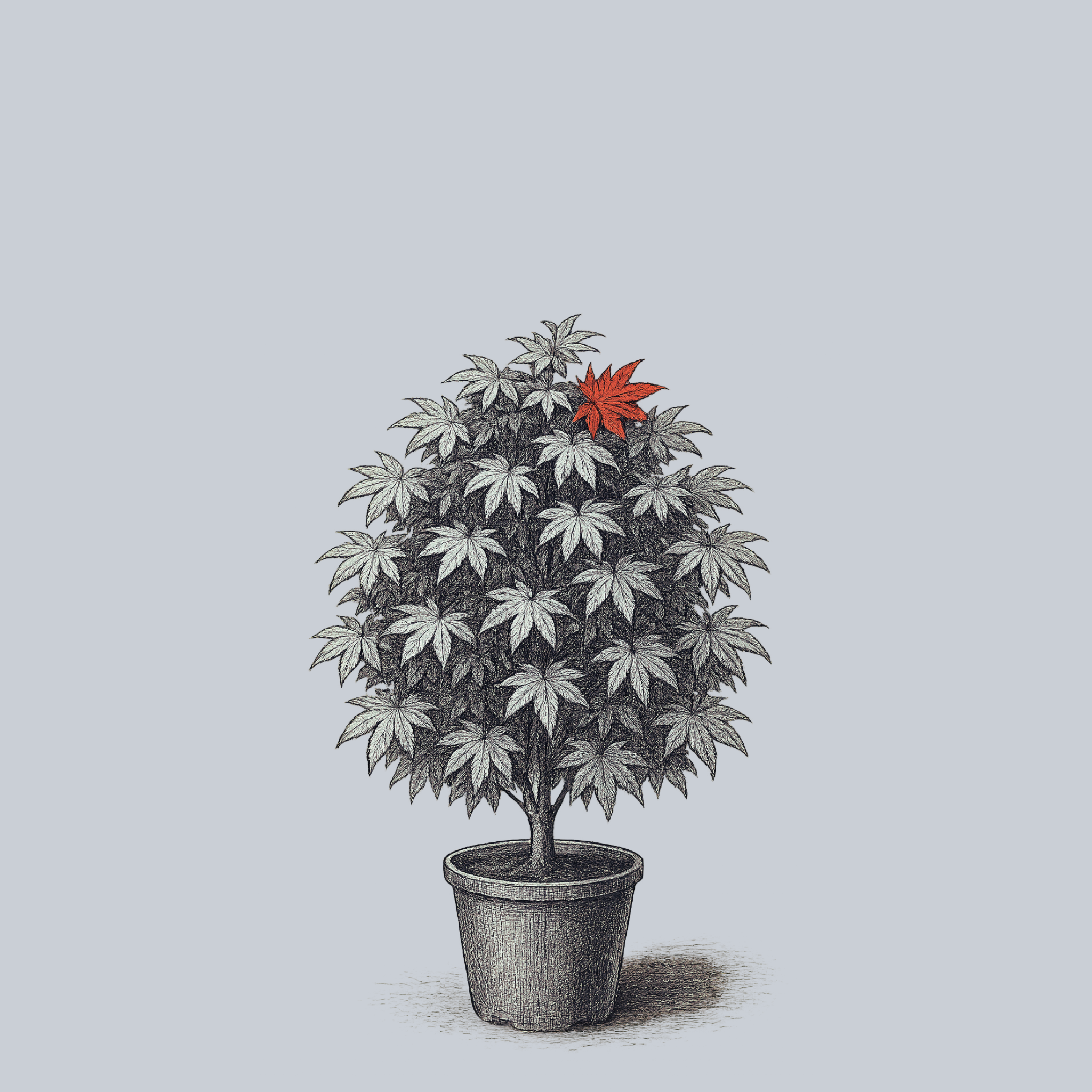 Omato Japanese Maple – Plant Detectives