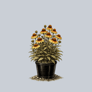 One in a Melon Coneflower