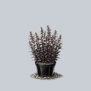 Onyx and Pearls Beardtongue