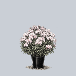 Opalescence Tall Garden Phlox