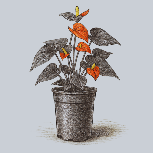Orange Anthurium