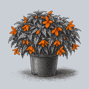 Orange Lantern Begonia