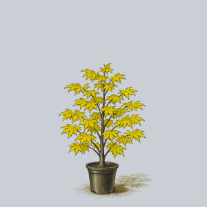 Orange Dream Japanese Maple