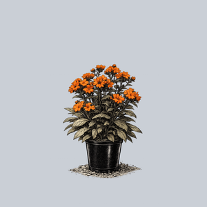 Orange Gnome Maltese Cross
