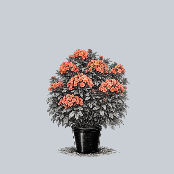 Orange Perfection Tall Garden Phlox