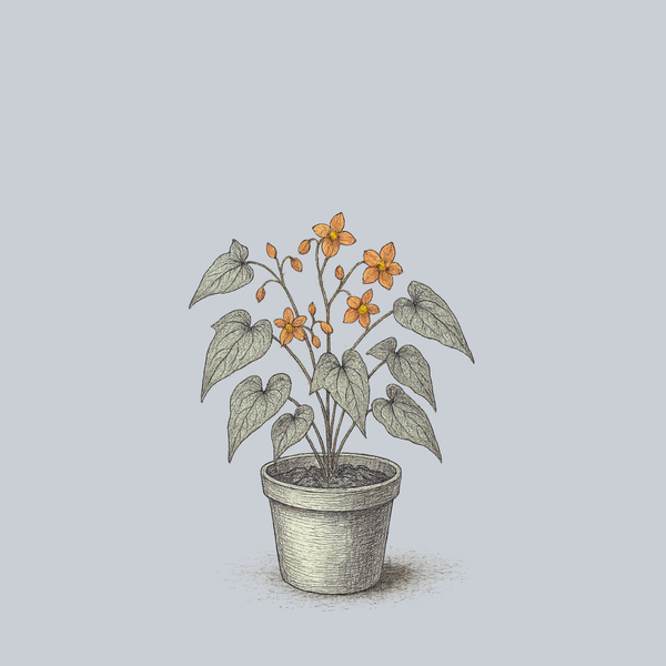 Orange Queen Barrenwort