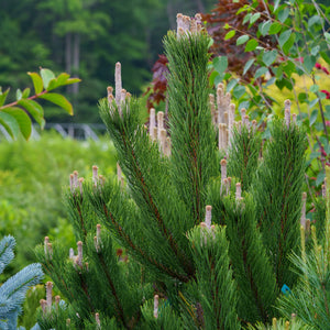 Oregon Green Austrian Pine - Pine - Conifers