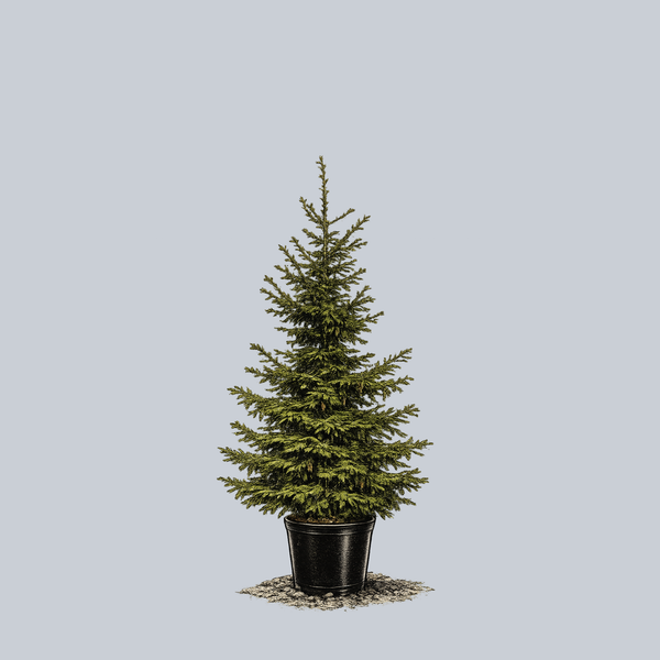 Oriental Spruce