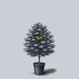 Osakazuki Akame Japanese Maple