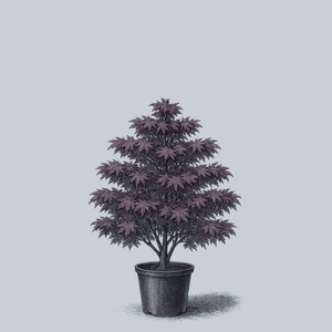 Oshio-Beni Japanese Maple
