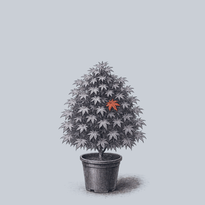 Otome Zakura Japanese Maple