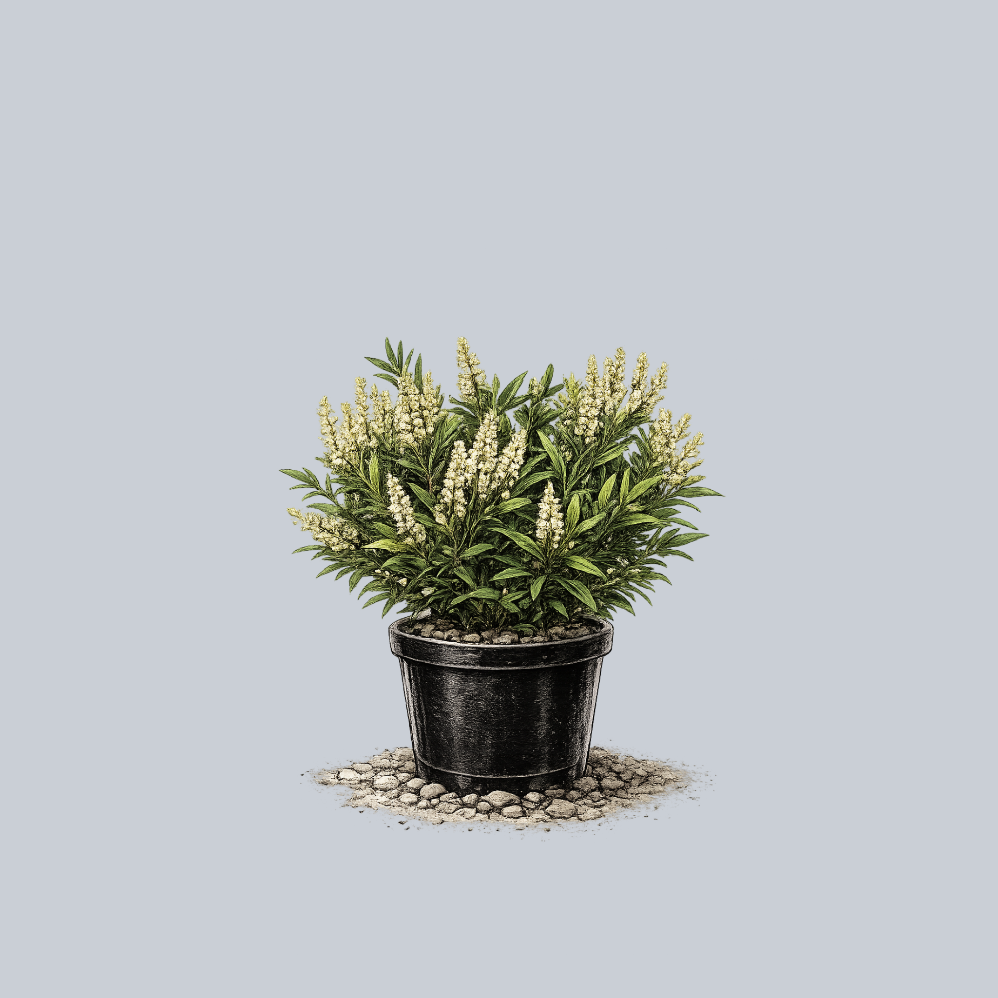 OTTO_LUYKEN_CHERRY_LAUREL.png?