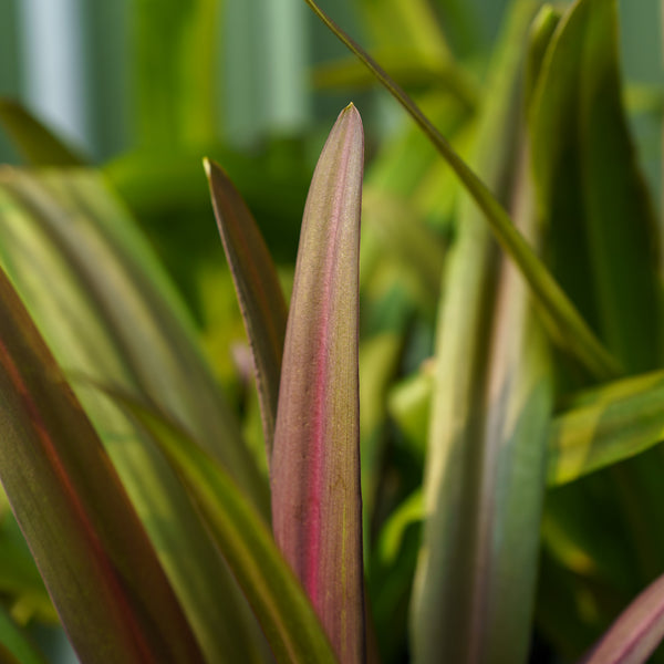 Oakhurst Pineapple Lily