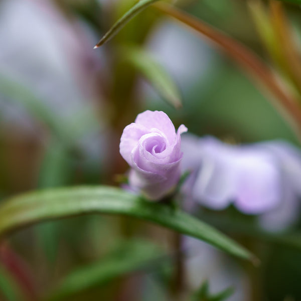 Oakington Blue Eyes Creeping Phlox