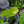 Load image into Gallery viewer, Elephant Ear
