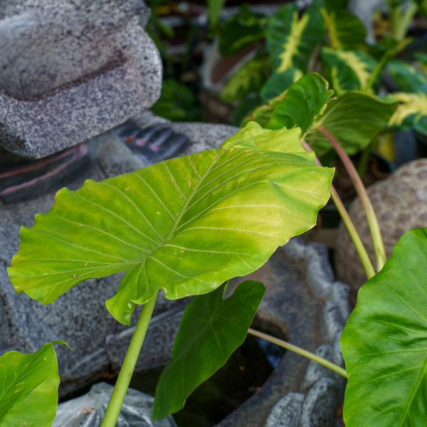 miniature elephant ear plant Elephant Ear – Plant Detectives