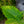 Load image into Gallery viewer, Elephant Ear
