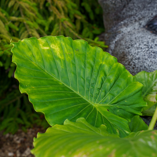 little elephant ear plant Elephant Ear – Plant Detectives