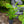 Load image into Gallery viewer, Elephant Ear
