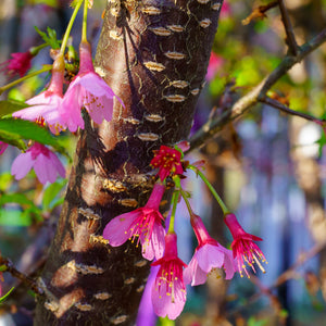 Okame Flowering Cherry - Cherry - Flowering Trees