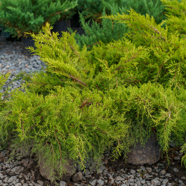 Old Gold Juniper