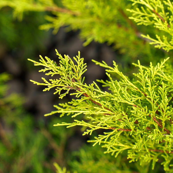 Old Gold Juniper