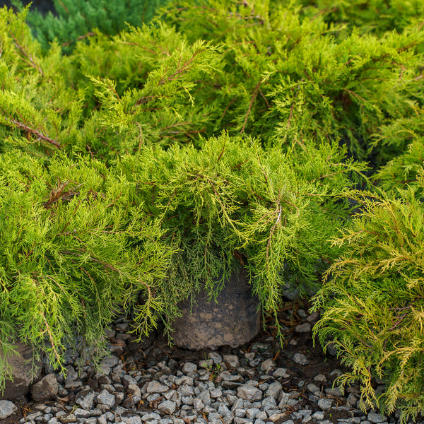 Old Gold Juniper